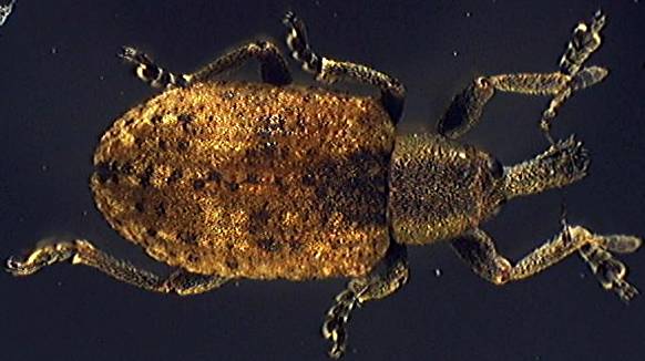 Hypera rumicis